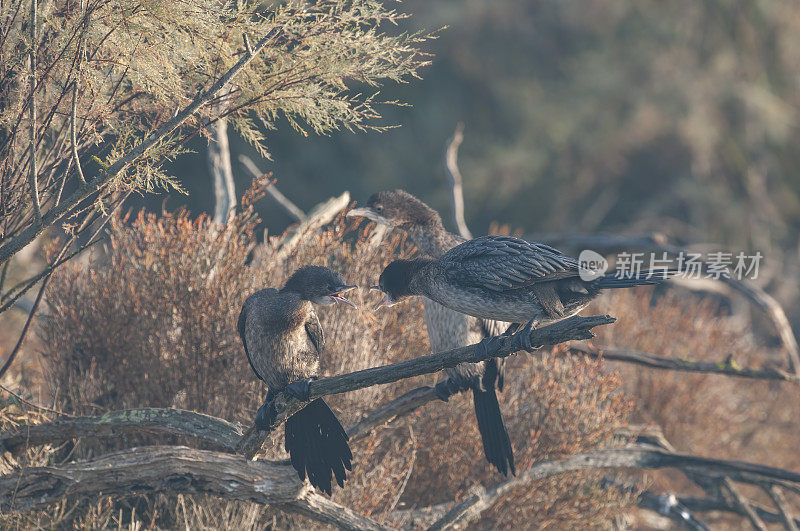 侏儒鸬鹚战斗(Phalacrocorax pygmeus)